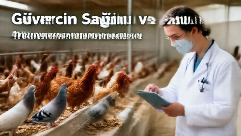 Güvercin Sağlığı ve Bakımı: Hastalıklardan Korunma, Doğru Beslenme ve Vitamin Takviyeleri