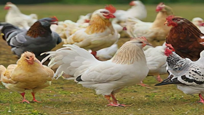 Güvercin Sağlığı, Bakımı ve Vitaminleri: Hastalıkları Önleme ve Performansı Artırma Rehberi