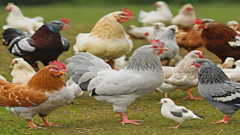 Papağanınızın Sağlıklı ve Uzun Bir Yaşam Sürmesi İçin Kapsamlı Bakım Rehberi