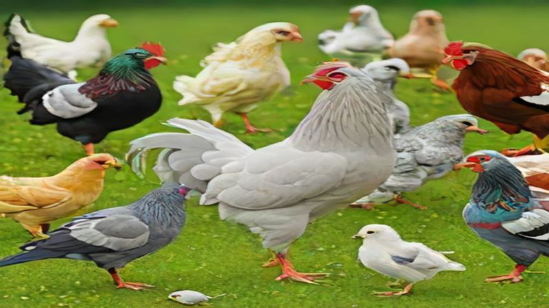 Sağlıklı ve Verimli Tavuk & Horozlar İçin Kapsamlı Bakım Rehberi: Beslenme, Vitamin ve Hastalık Önleme