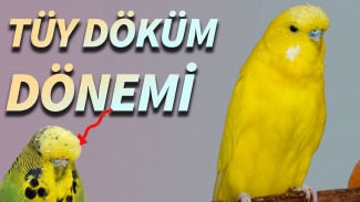 Muhabbet Kuşunda Tüy Dökme: Nedenleri, Çözüm Yolları ve Bakım İpuçları