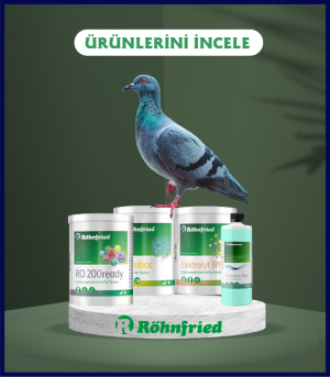 ROHNFRİED 